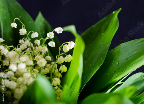 spring flowers and Lily of the valley leaves on black background blurred image