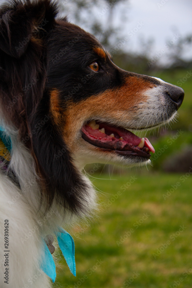 profile of Australian shepherd dog profile of Australian shepherd dog