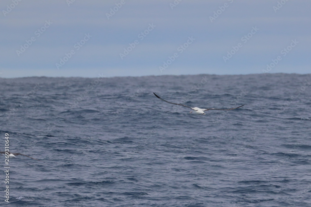 Fototapeta premium wandering albatross