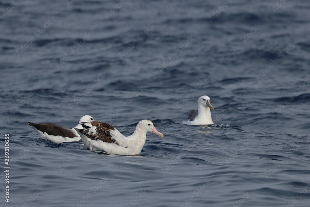 wandering albatross