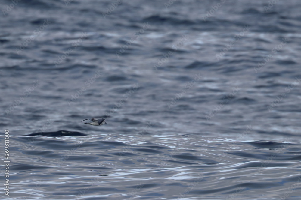 Naklejka premium seabirds