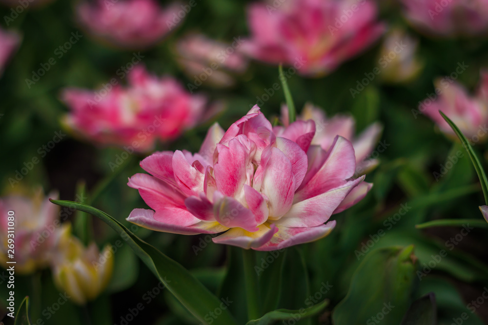 Pink fluffy tulips. Lush flowers. Pink beautiful flowers. Pink fluffy tulips. Lush flowers. Pink beautiful flowers.