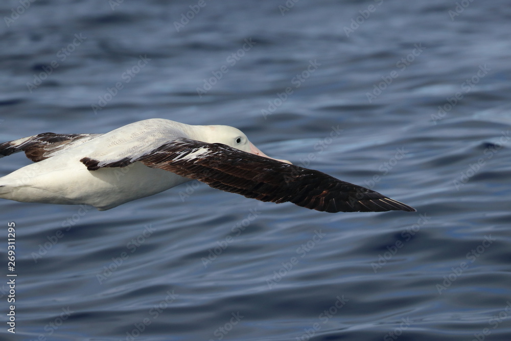 Fototapeta premium wandering albatross