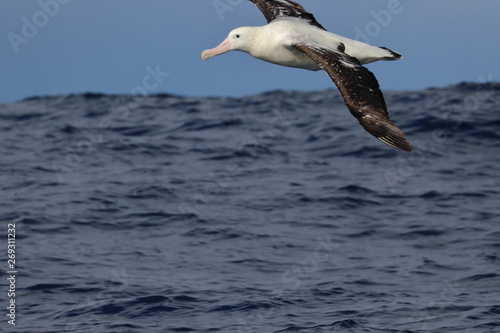 wandering albatross