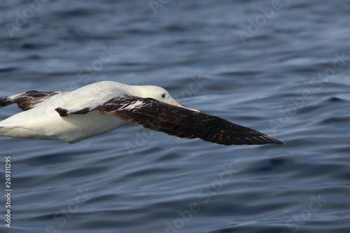 wandering albatross © Thomas