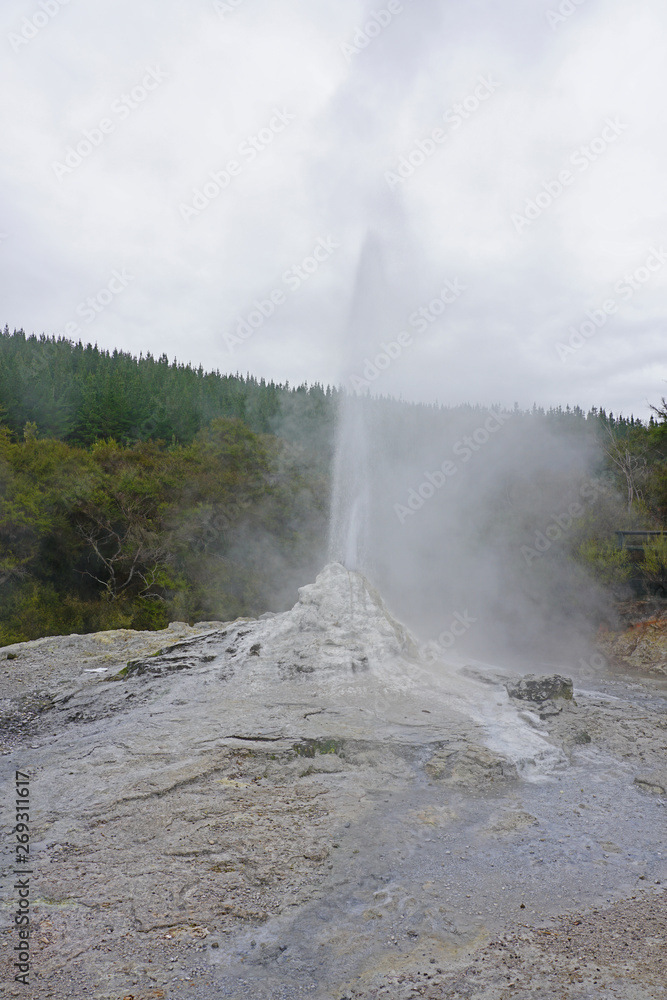 View of the Lady Knox geyser erupting in the Waiotapu area of the Taupo Volcanic Zone in New Zealand
