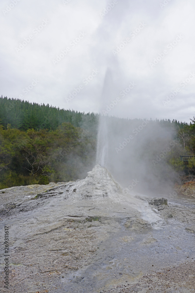 View of the Lady Knox geyser erupting in the Waiotapu area of the Taupo Volcanic Zone in New Zealand View of the Lady Knox geyser erupting in the Waiotapu area of the Taupo Volcanic Zone in New Zealand