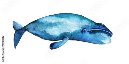 Bowhead whale illustration 