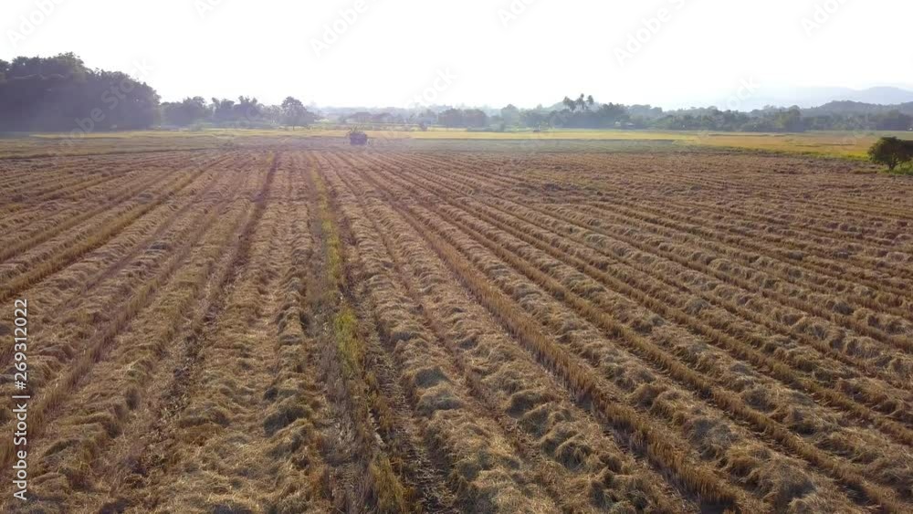 Aerial view, flying low over paddy field with track of harvesting machinery on ground. Flight over cornfield. Agriculture industry concept.
