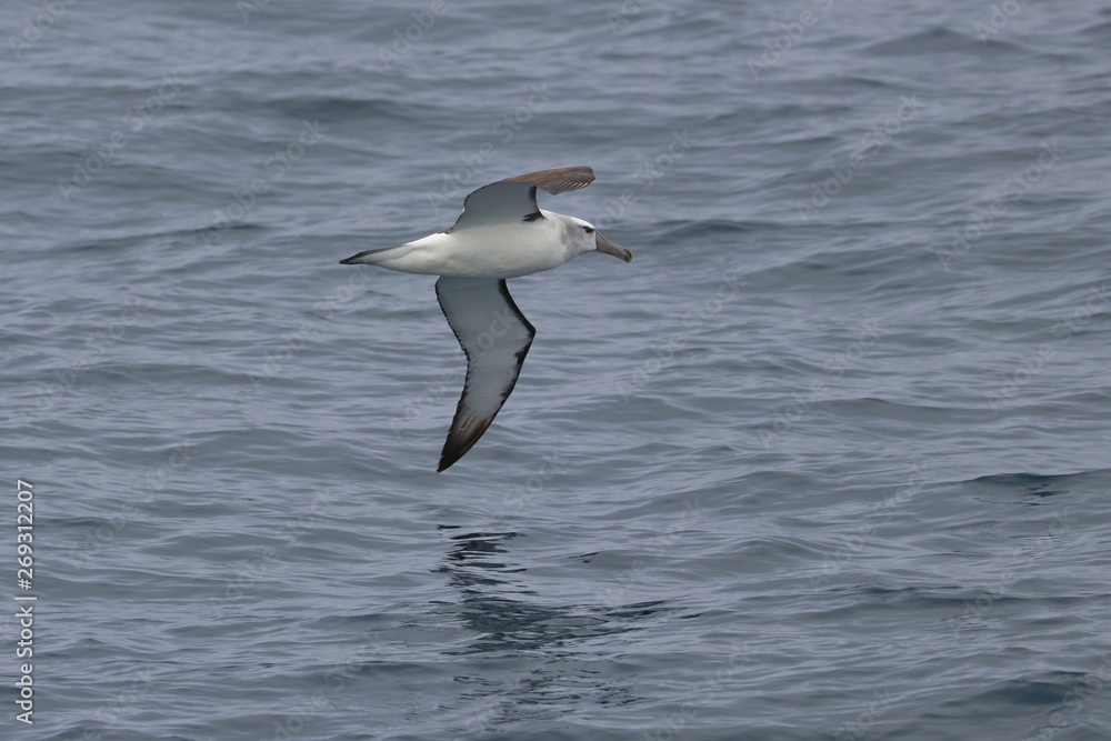 shy albatross