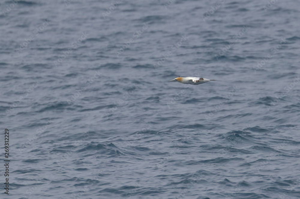 australasian gannet