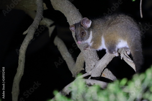 ringtail possum photo