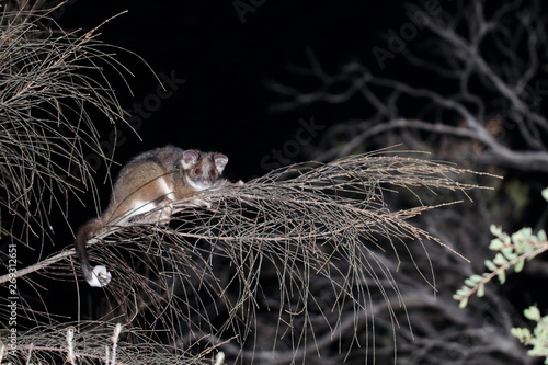 ringtail possum photo