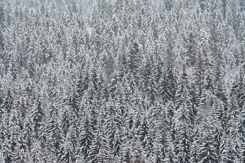 landscape with a forest seen from above in winter