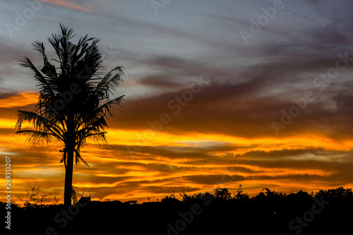 Silhouette of single coconut tree on cloudy sunset