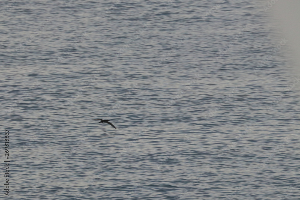 australasian gannet