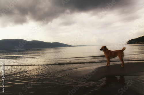 very beautiful dog at sunset on the beach