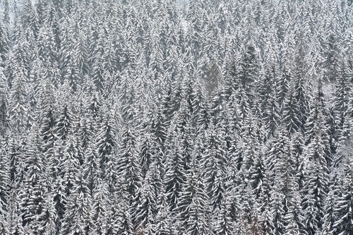pine forest seen from above in winter