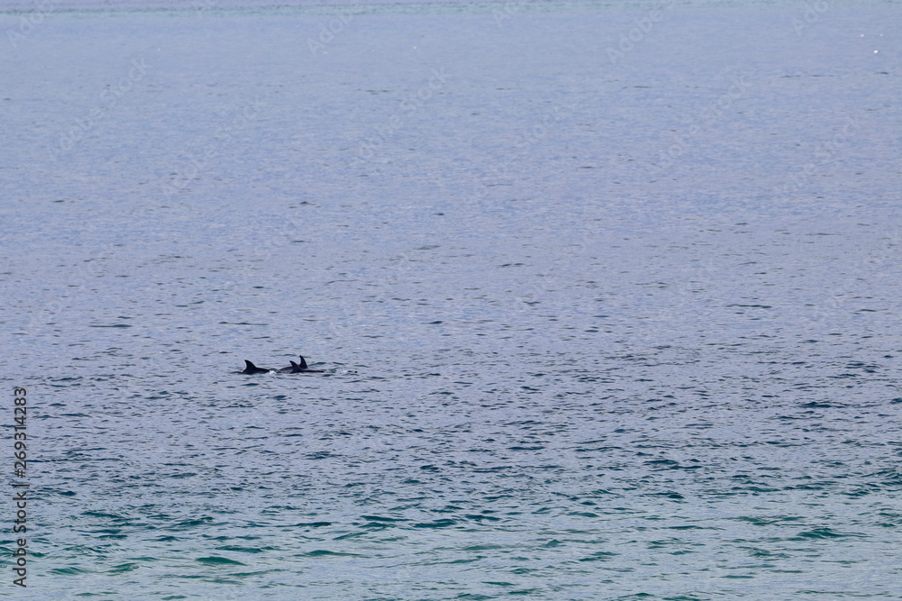 dolphin dolphin