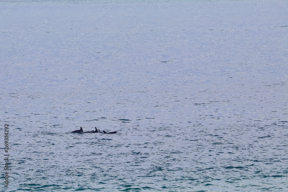 dolphin dolphin
