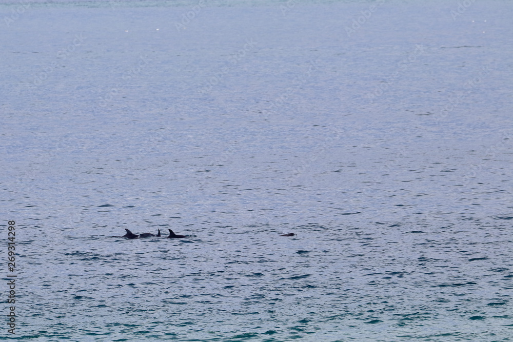 dolphin dolphin