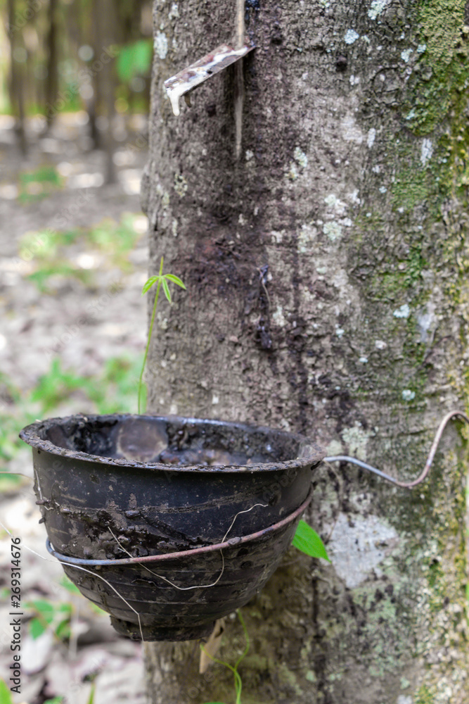 Tapping for Para rubber tree (Hevea brasiliensis) row agricultural.Green leaves in nature background. Tapping for Para rubber tree (Hevea brasiliensis) row agricultural.Green leaves in nature background.