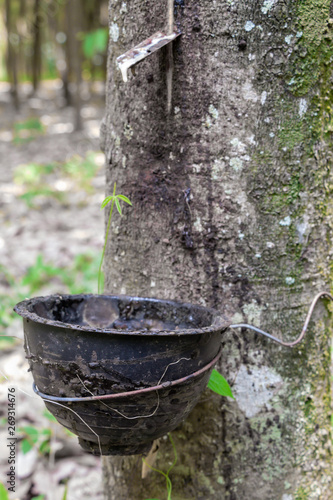 Tapping for Para rubber tree (Hevea brasiliensis) row agricultural.Green leaves in nature background.