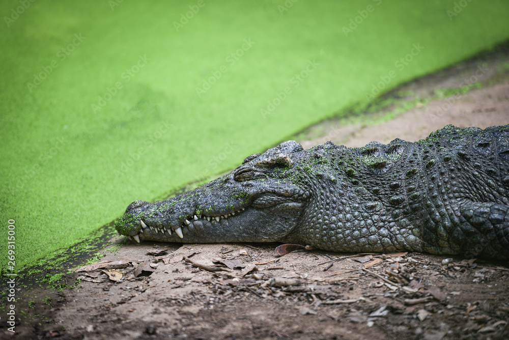 Obraz premium Crocodile lying relaxing on stone near the water in crocodiles farm - animal wildlife reptile