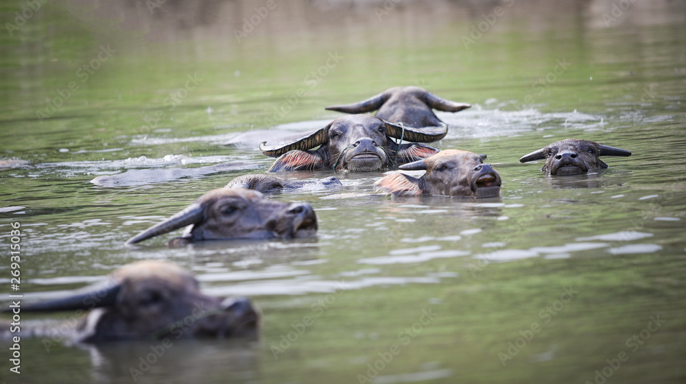 Group of asia buffalo water swimming in the river