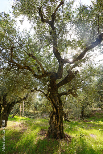 olive tree © 俊 梁