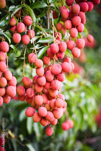 Fresh ripe lychee fruit hang on the lychee tree in the garden