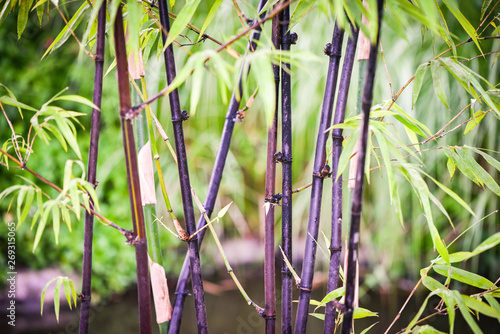 Black bamboo tree natural growing in the garden park
