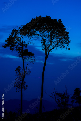 Silhouette tree sunset or sunrise on mountain with blue sky background