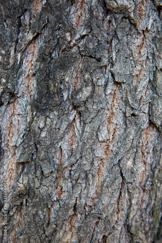 Bark material, close-up Bark material, close-up
