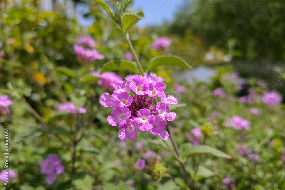 Fototapeta premium beautiful pink summer flowers in the meadow