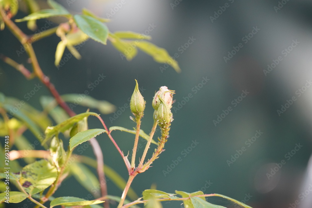 Fototapeta premium wild rose