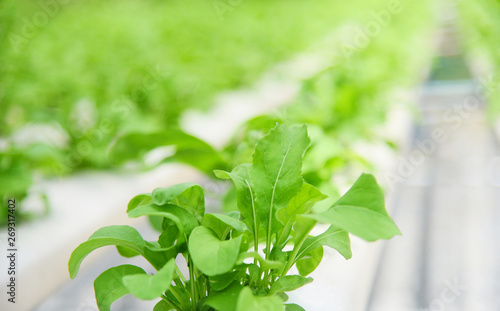 Vegetable hydroponic system young and fresh green lettuce growing garden farm plants on water without soil agriculture in the greenhouse organic © Bigc Studio