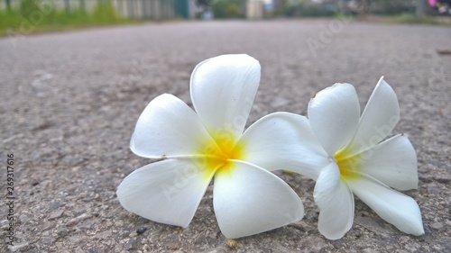 white frangipani flowers on the beach © Pannakornsnapit