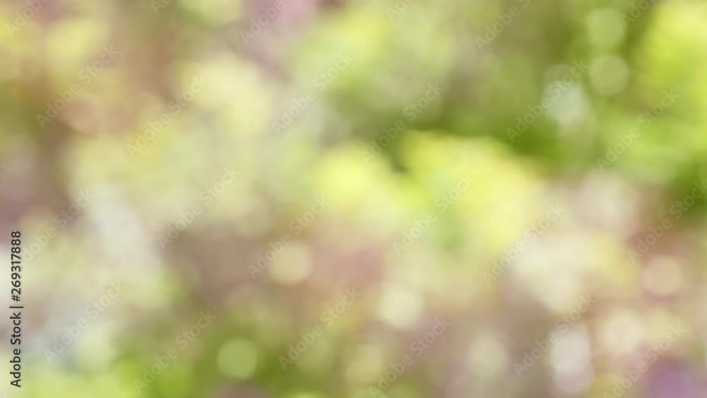 4K: Natural background bokeh in summer The weather is good for tourism. And makes you feel happy 4K: Natural background bokeh in summer The weather is good for tourism. And makes you feel happy