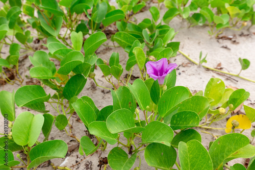Wallpaper Mural beach morning glory or goat's foot Torontodigital.ca