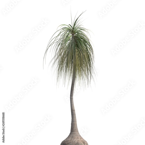 Palm Tree 3d illustration isolated on the white background