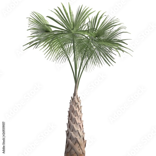 Palm Tree 3d illustration isolated on the white background © max79im