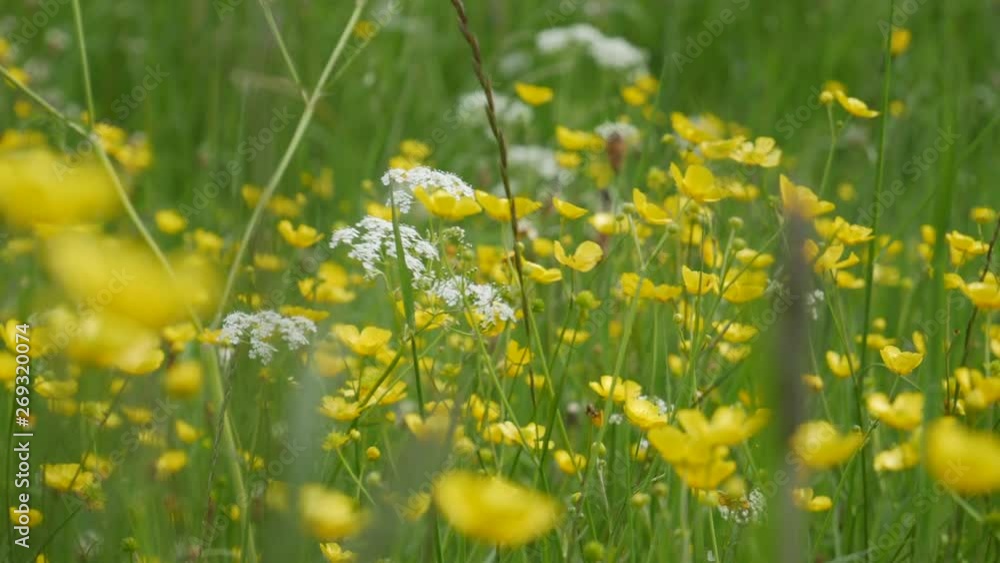Lush meadow in the spring with wild yellow buttercups and white flowers. Lush meadow in the spring with wild yellow buttercups and white flowers.