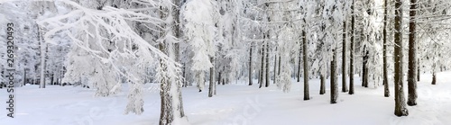 panoramic landscape in winter forest
