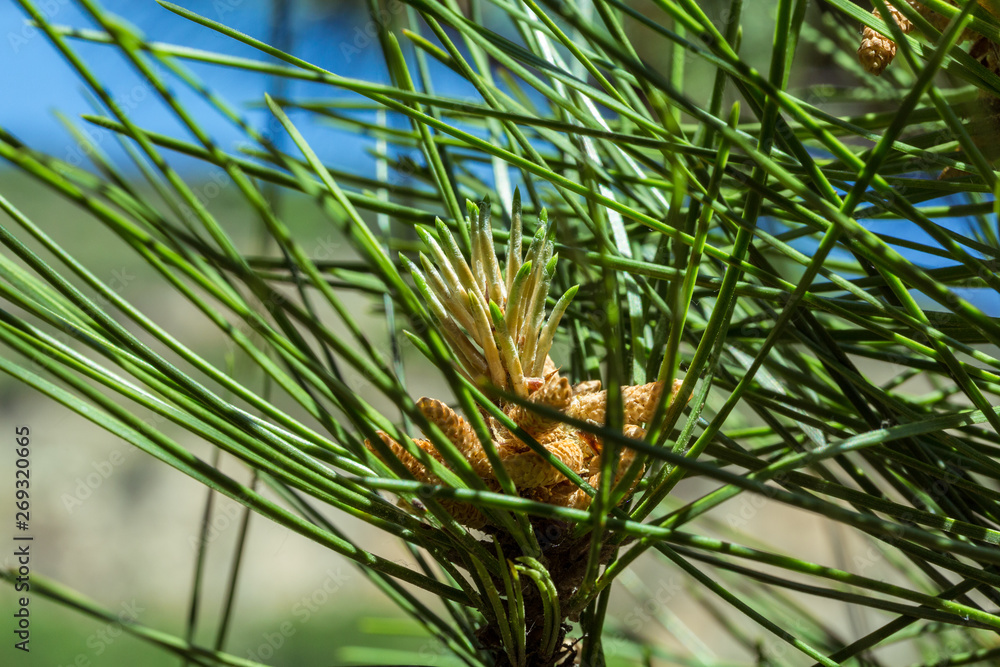 Outdoor spotted pine tree closeup,Pinus thunbergii Parl. Outdoor spotted pine tree closeup,Pinus thunbergii Parl.