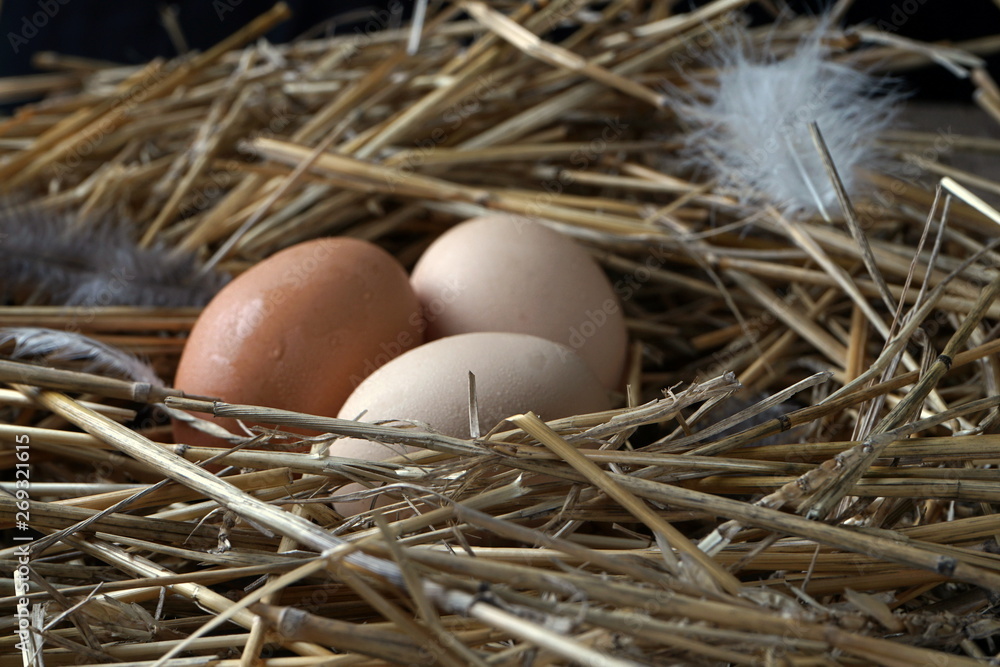chicken eggs in a nest of straw chicken eggs in a nest of straw