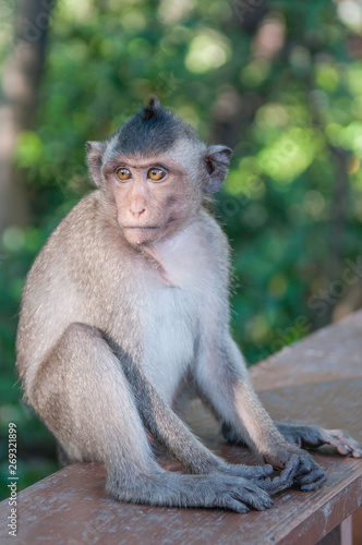 Cute monkeys lives in a natural forest of Thailand. © stockphotopluak