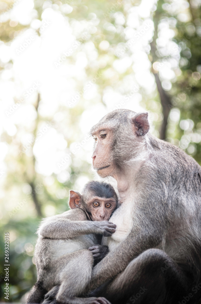 Cute monkeys lives in a natural forest of Thailand.