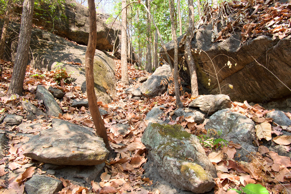Dipterocarp forest have dry leaf and big stone at the mountain with sunlight, Op Luang National Park, Hot, Chiang Mai, Thailand. Hot weather and arid.