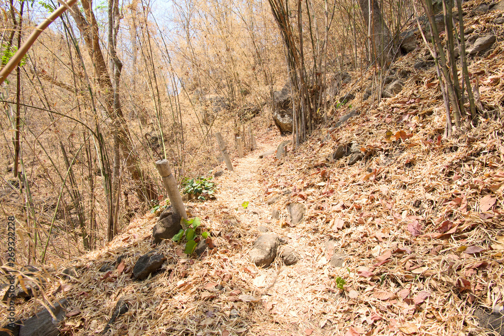 Walkway in the forest at Op Luang National Park, Hot, Chiang Mai, Thailand. Hot weather and arid. Walkway in the forest at Op Luang National Park, Hot, Chiang Mai, Thailand. Hot weather and arid.